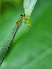 Pseudagrion australasiae