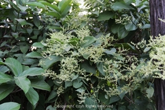 Reynoutria multiflora