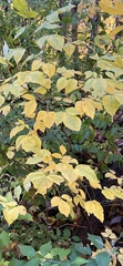 Ptelea trifoliata