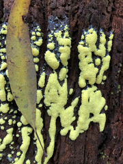 Myxomycetes