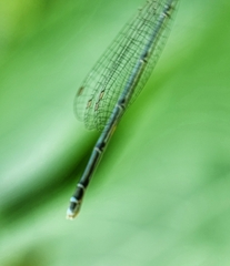 Pseudagrion australasiae