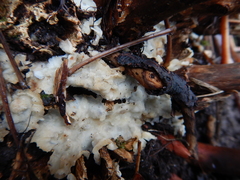 Merulius tremellosus