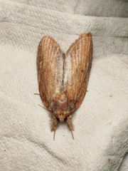 Lamprothripa scotia