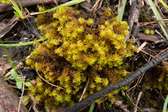 Triquetrella papillata