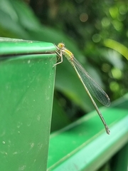 Pseudagrion australasiae
