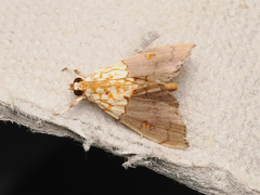 Agrotera