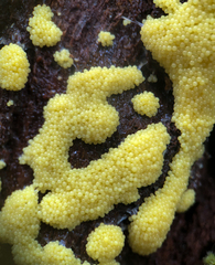 Myxomycetes