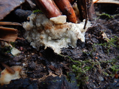 Merulius tremellosus