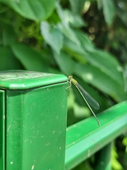 Pseudagrion australasiae
