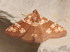 Saroba pustulifera