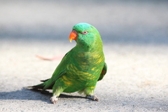 Trichoglossus chlorolepidotus