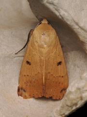 Ophiusa