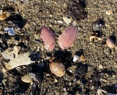 Ameritella versicolor