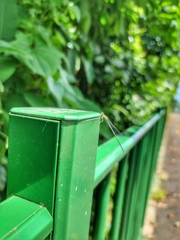 Pseudagrion australasiae