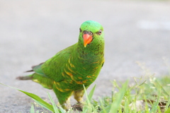 Trichoglossus chlorolepidotus