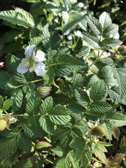 Rubus rosifolius
