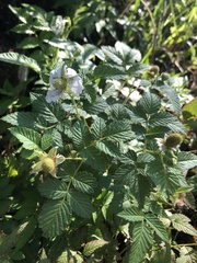 Rubus rosifolius