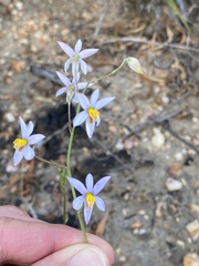 Cyanella hyacinthoides
