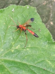 Ctenochares bicolorus