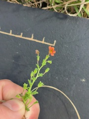 Jamesbrittenia aurantiaca