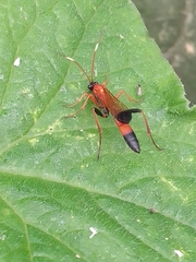 Ctenochares bicolorus