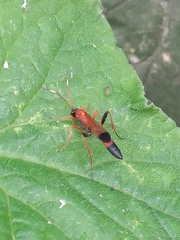 Ctenochares bicolorus