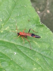 Ctenochares bicolorus
