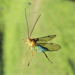 Theronia maculosa