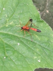 Ctenochares bicolorus