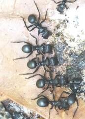 Cephalotes atratus
