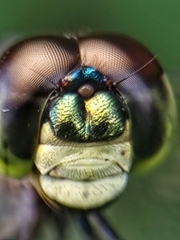 Agrionoptera insignis