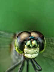 Agrionoptera insignis