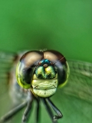 Agrionoptera insignis