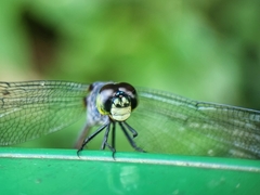 Agrionoptera insignis