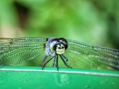 Agrionoptera insignis