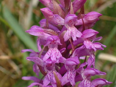 Dactylorhiza majalis
