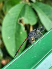 Agrionoptera insignis