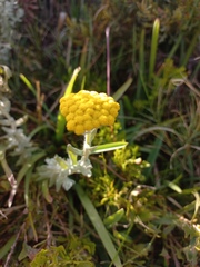 Helichrysum dasyanthum