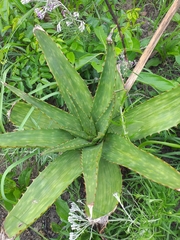 Aloe maculata