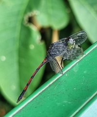 Agrionoptera insignis