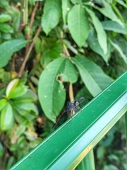 Agrionoptera insignis