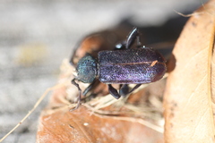 Callidium violaceum