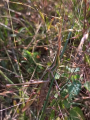 Acrida conica