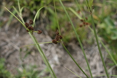 Cyperus tabularis
