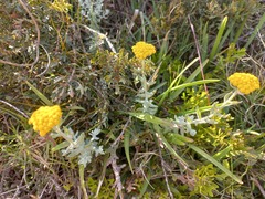 Helichrysum dasyanthum