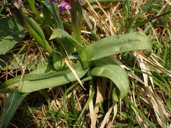 Dactylorhiza majalis