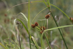 Cyperus tabularis
