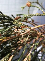 Passerina rigida