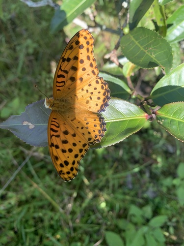 Common Leopard