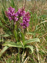Dactylorhiza majalis